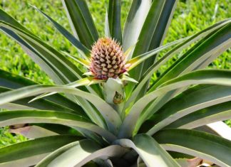 Vuoi provare a far crescere in casa una pianta di ananas?