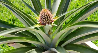 Vuoi provare a far crescere in casa una pianta di ananas?