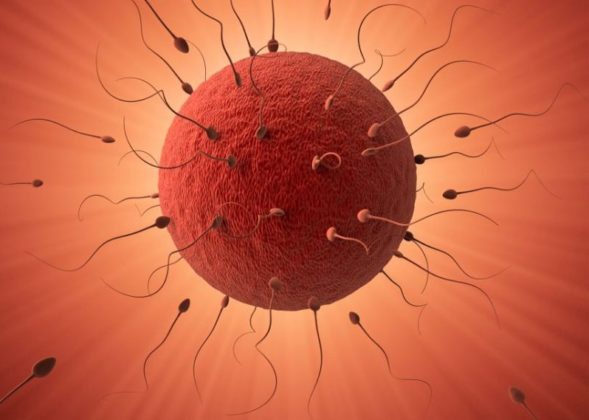 Se Il Concepimento Avviene Poco Prima Del Ciclo