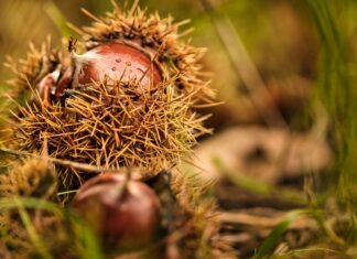 Valori nutrizionali castagne