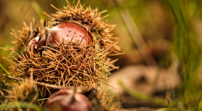 Valori nutrizionali castagne